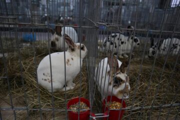 Pufoșeniile aduse la expoziție sunt adevărați campioni ai raselor lor