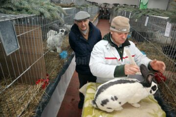 Pufoșeniile aduse la expoziție sunt adevărați campioni ai raselor lor