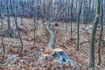 Unul dintre copacii tăiați