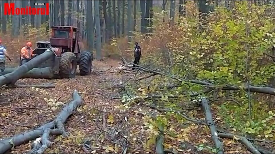 Alte două persoane stau în așteptare pentru a fura crengile tăiate de muncitori