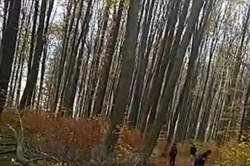 Trei indivizi se văd în preajma exploatării, încercând să sustragă lemn gata tăiat