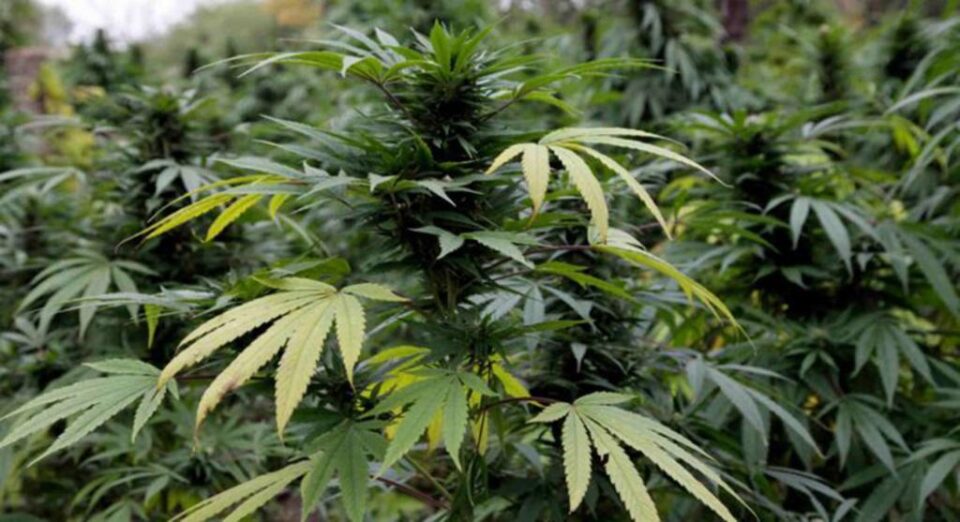 Plante de canabis Plante de canabis