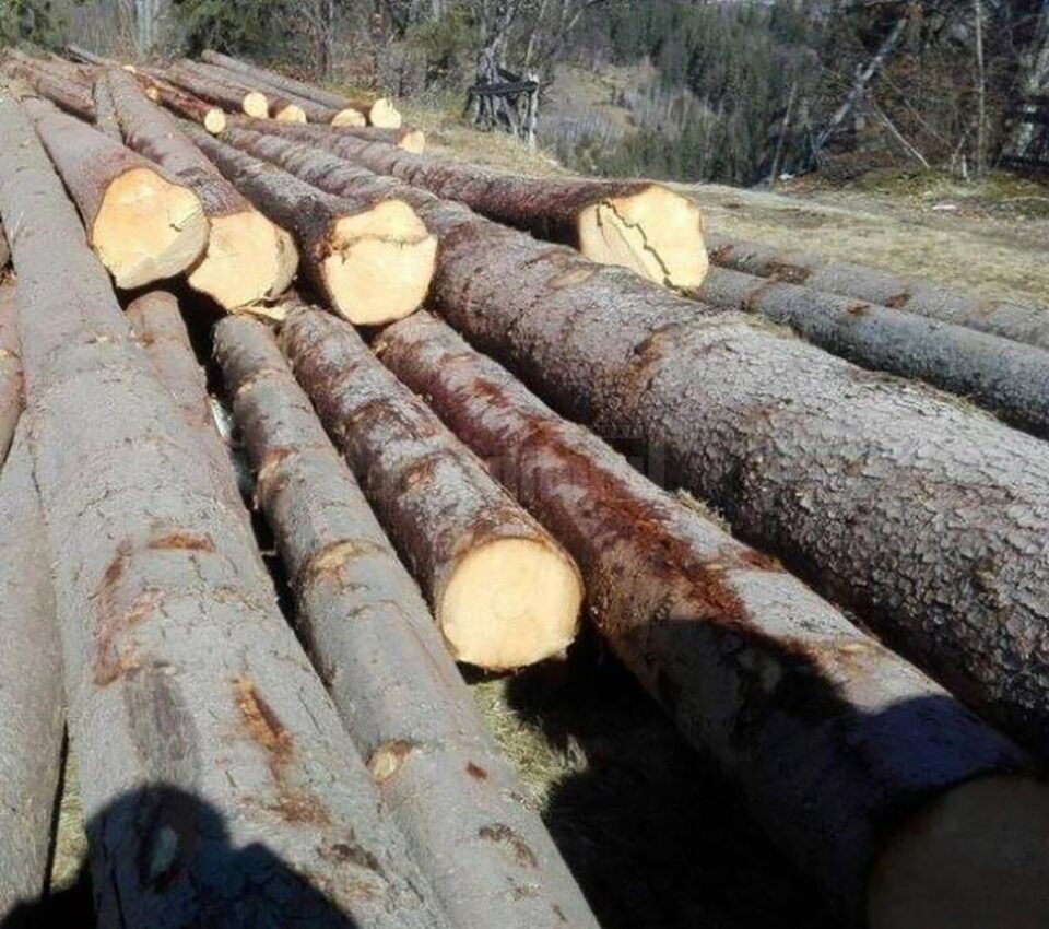 Întreaga cantitate de lemn a fost confiscată