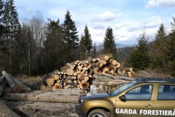 Confiscari de masă lemnoasă și sancțiuni aplicate de Garda Forestieră Suceava