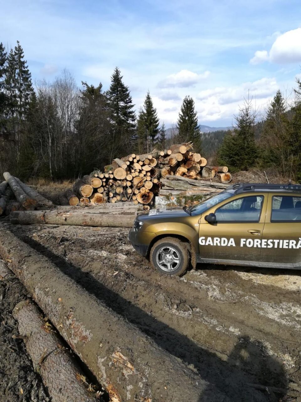 Confiscari de masă lemnoasă și sancțiuni aplicate de Garda Forestieră Suceava
