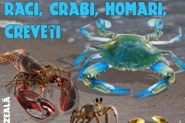 Lecția muzeală intitulată „Crustacee - raci, crabi, homari, creveți”, organizată la Sala de Conferințe a Muzeului de Istorie Suceava