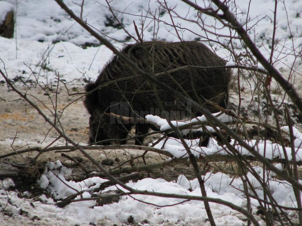 Suspiciune de pestă porcină africană la Vatra Dornei