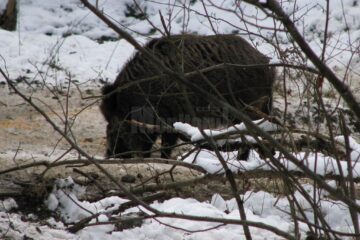 Prezența virusului pestei porcine africane a fost confirmată în probele trimise de la un mistreț mort