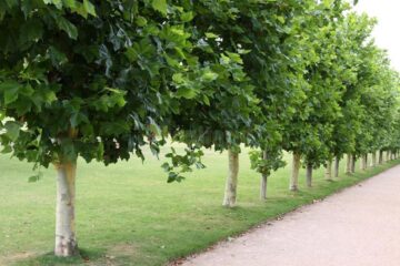 O sută de platani vor fi plantați pe principala arteră de circulație a Sucevei