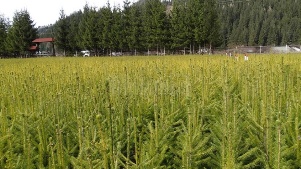 Aproape 6 milioane de puieți de arbori vor fi plantați în primăvara acestui an de Direcția Silvică Suceava Aproape 6 milioane de puieți de arbori vor fi plantați în primăvara acestui an de Direcția Silvică Suceava