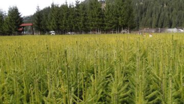 Aproape 6 milioane de puieți de arbori vor fi plantați în primăvara acestui an de Direcția Silvică Suceava