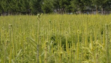 Aproape 6 milioane de puieți de arbori vor fi plantați în primăvara acestui an de Direcția Silvică Suceava