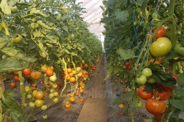 Cultură de tomate în solar