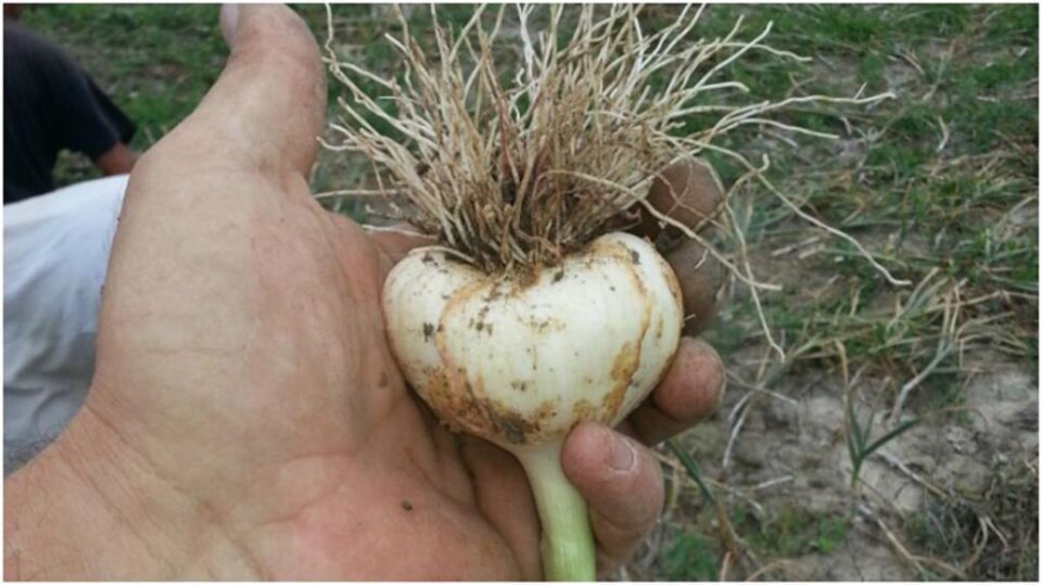 Culturile de tomate în extrasezon și de usturoi, sprijinite prin două noi hotărâri de guvern