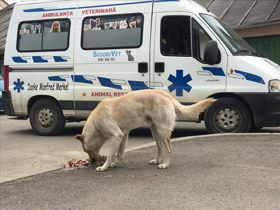 O asociație strânge fonduri pentru a hrăni câinii rămași singuri pe străzile Sucevei