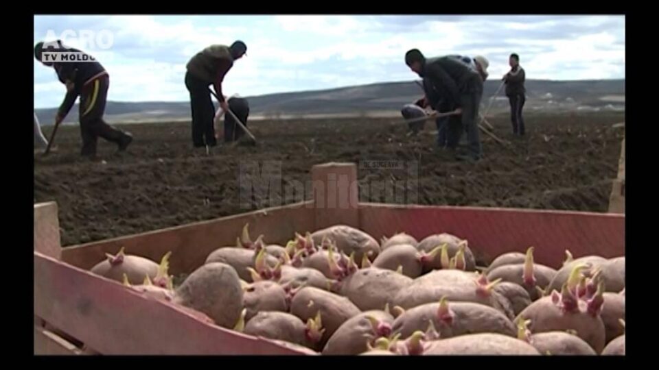 Federația Cultivatorilor de Porumb așteaptă răspuns de la minister, în urma solicitărilor de acces la terenuri din afara zonei de carantină