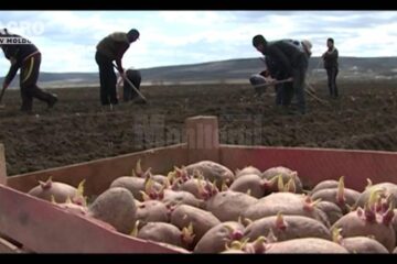 Federația Cultivatorilor de Porumb așteaptă răspuns de la minister, în urma solicitărilor de acces la terenuri din afara zonei de carantină