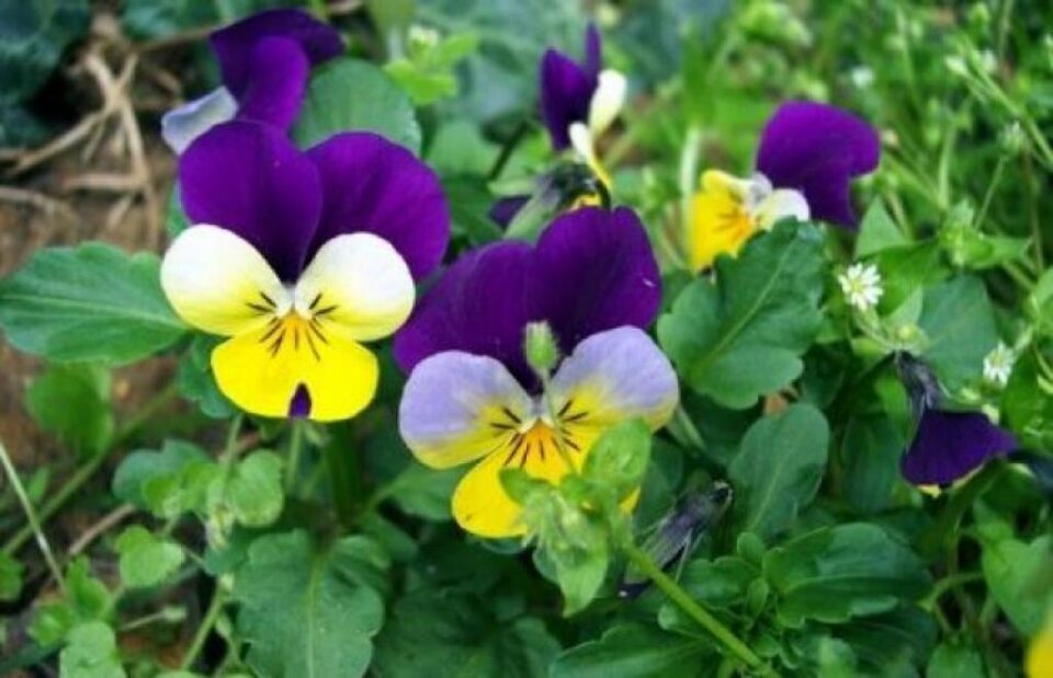 Panseluțele care trebuiau să fie plantate în Fălticeni au fost oferite gratuit cetățenilor FOTO aflacum.ro Panseluțele care trebuiau să fie plantate în Fălticeni au fost oferite gratuit cetățenilor FOTO aflacum.ro