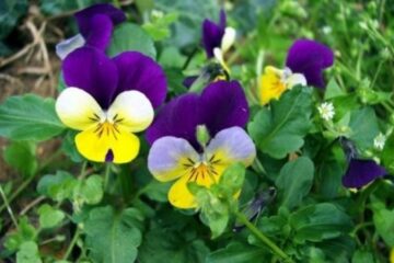 Panseluțele care trebuiau să fie plantate în Fălticeni au fost oferite gratuit cetățenilor FOTO aflacum.ro