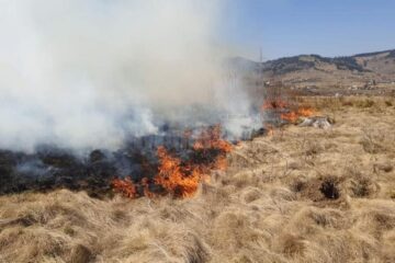 Peste 60 de oameni au muncit să oprească un incendiu extins, care amenința pădurea