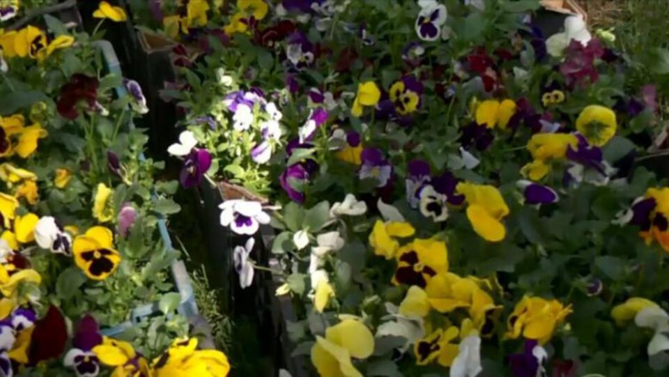 Panseluțele care trebuiau să fie plantate în Fălticeni au fost oferite gratuit cetățenilor. Foto: digi24.ro
