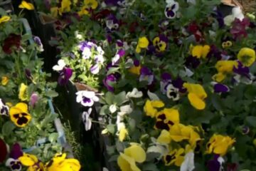 Panseluțele care trebuiau să fie plantate în Fălticeni au fost oferite gratuit cetățenilor. Foto: digi24.ro