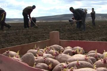 Cultivarea cartofului