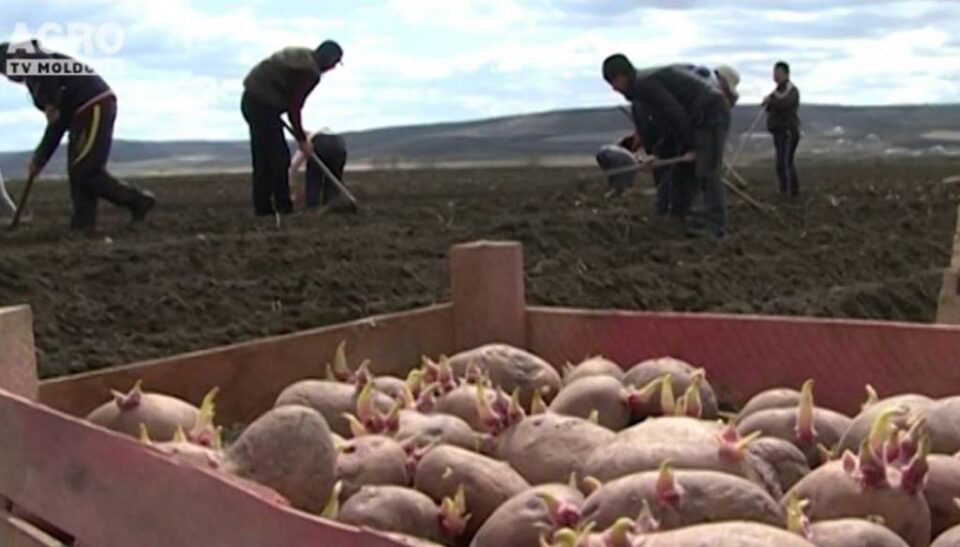 Cultivarea cartofului Cultivarea cartofului