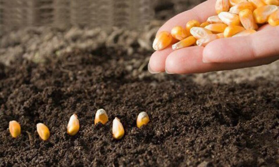 Federația Cultivatorilor de Porumb așteaptă răspuns de la minister, în urma solicitărilor de acces la terenuri din afara zonei de carantină