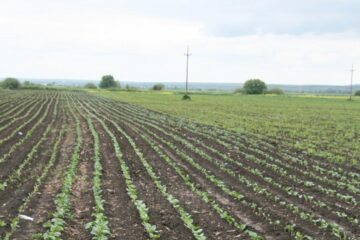 Se poate intra și ieși din zona de carantină pentru activități în agricultură, pomicultură, creșterea animalelor și apicultură