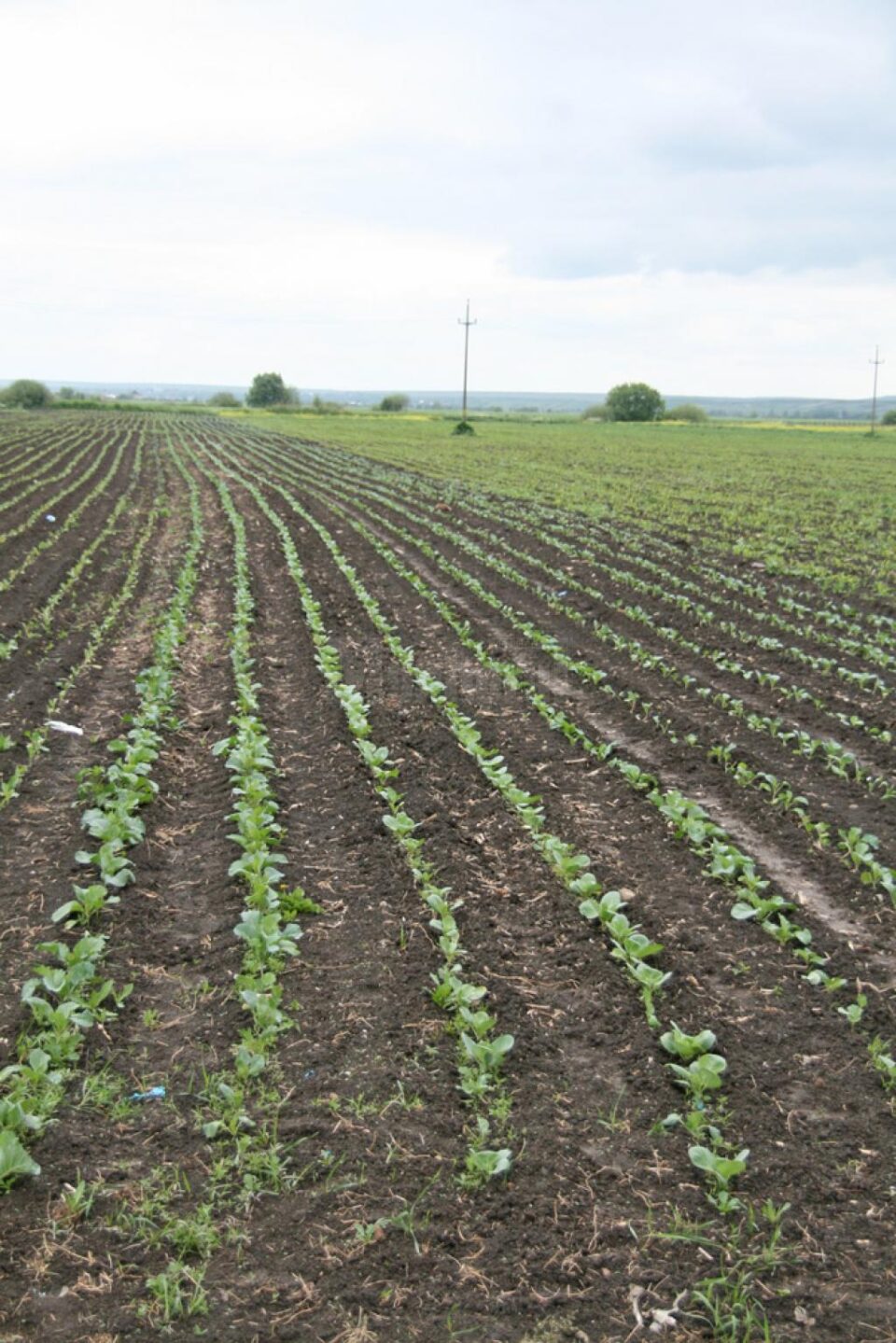Se poate intra și ieși din zona de carantină pentru activități în agricultură, pomicultură, creșterea animalelor și apicultură