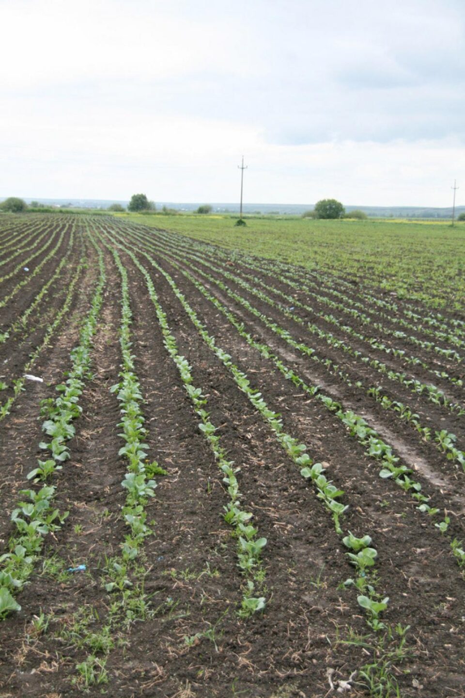 Se poate intra și ieși din zona de carantină pentru activități în agricultură, pomicultură, creșterea animalelor și apicultură Se poate intra și ieși din zona de carantină pentru activități în agricultură, pomicultură, creșterea animalelor și apicultură