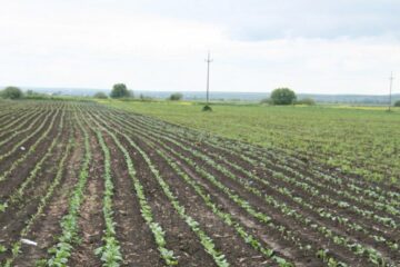 Se poate intra și ieși din zona de carantină pentru activități în agricultură, pomicultură, creșterea animalelor și apicultură