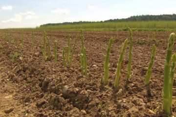 Cultură de sparanghel FOTO agrobiznes.md/