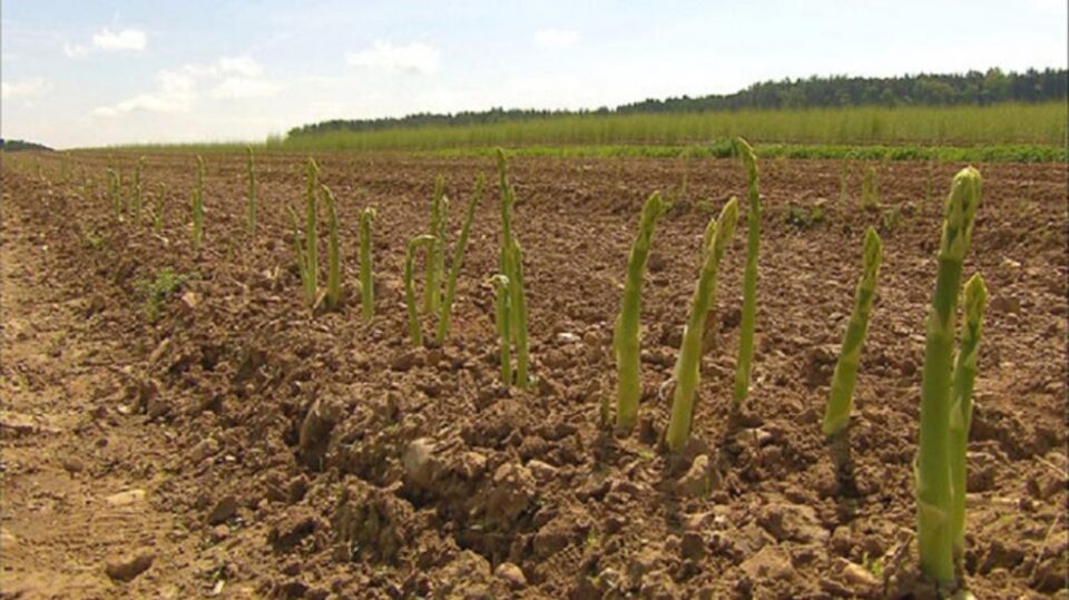 Cultură de sparanghel FOTO: agrobiznes.md