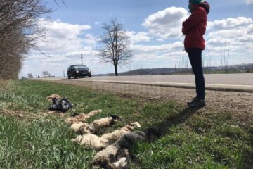Piei de miei sacrificați, abandonate la marginea E 85, la ieșirea din Suceava