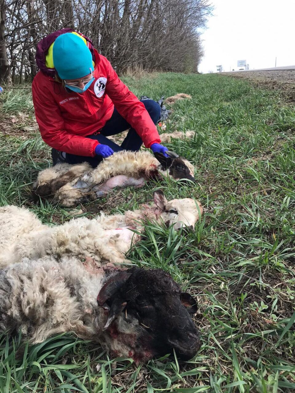 Piei de miei sacrificați, abandonate la marginea E 85, la ieșirea din Suceava