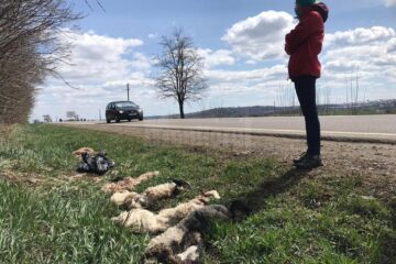 Piei de miei sacrificați, abandonate la marginea E 85, la ieșirea din Suceava