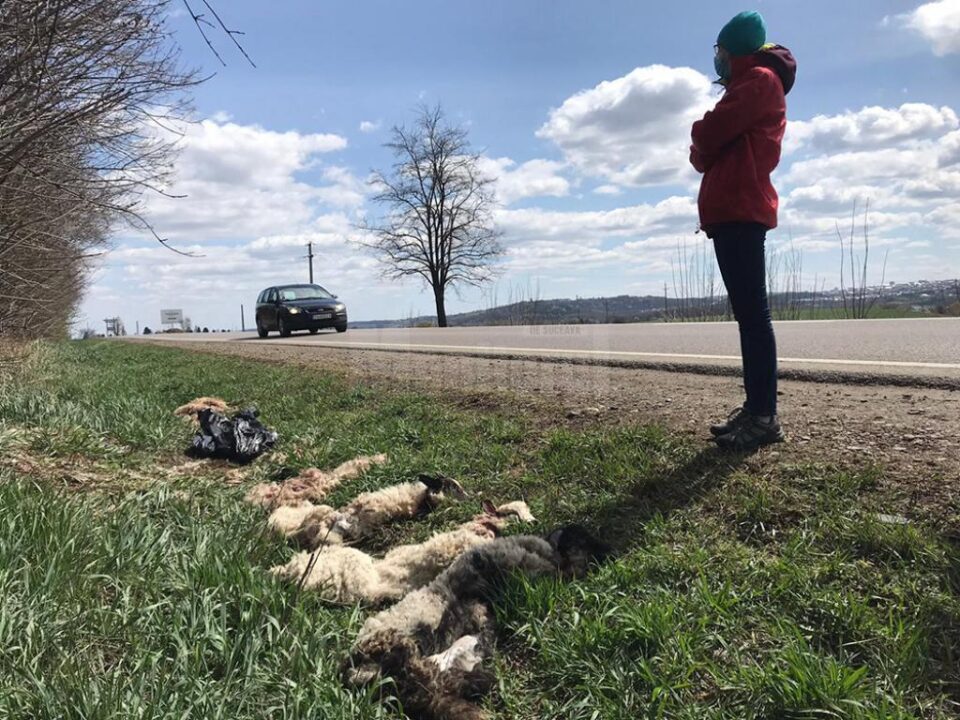 Piei de miei sacrificați, abandonate la marginea E 85, la ieșirea din Suceava