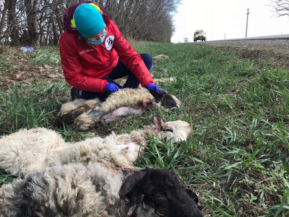 Piei de miei sacrificați, abandonate la marginea E 85, la ieșirea din Suceava