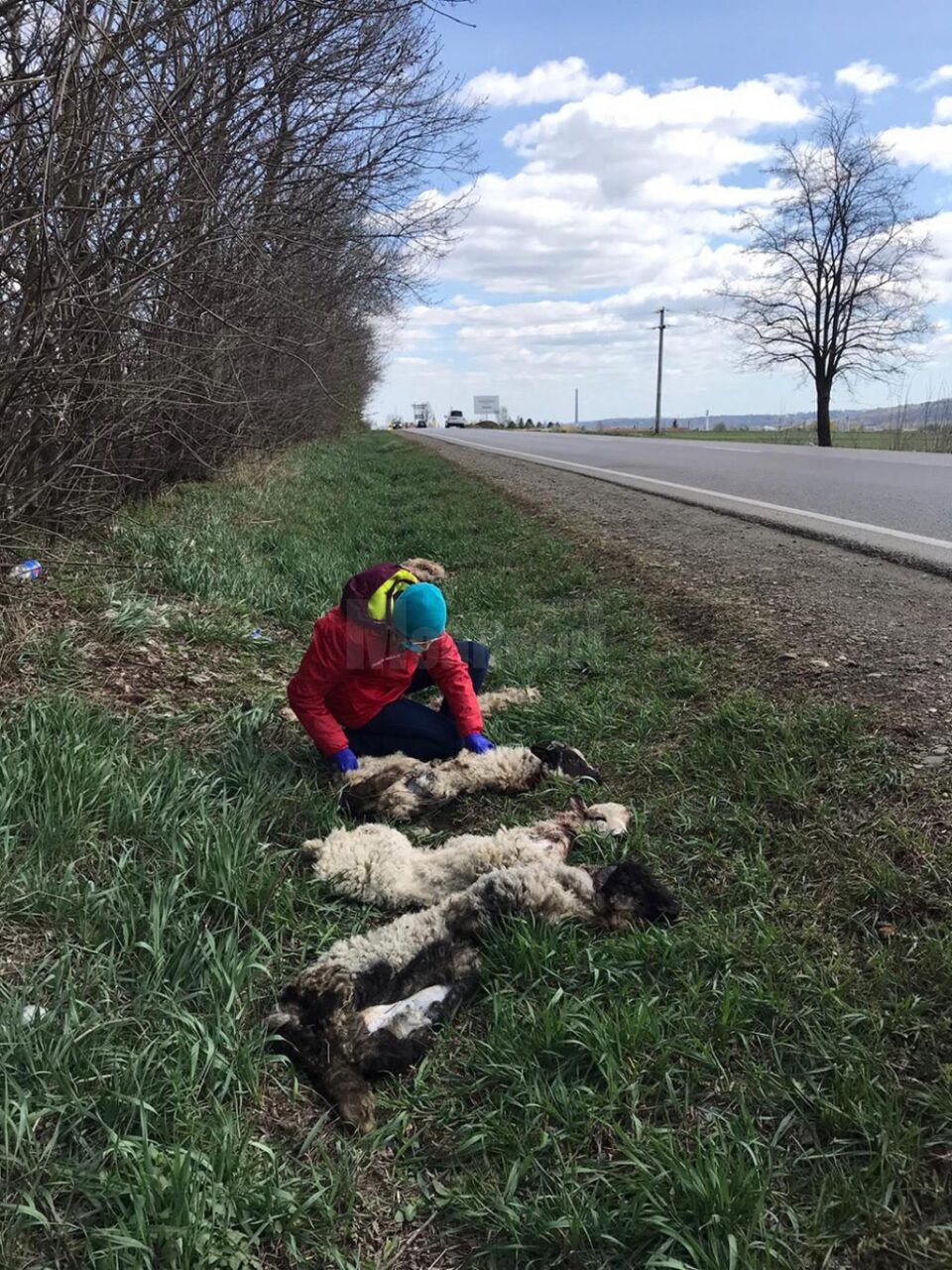 Piei de miei sacrificați, abandonate la marginea E 85, la ieșirea din Suceava