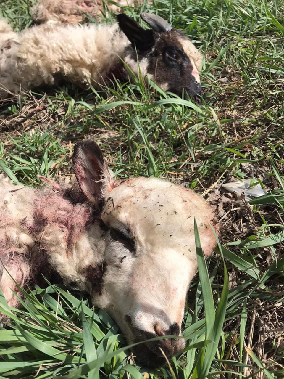 Piei de miei sacrificați, abandonate la marginea E 85, la ieșirea din Suceava