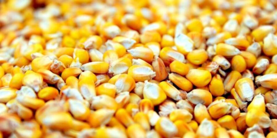 Prețul principalelor produse agricole crește de la o zi la alta, iar unele nici nu se mai găsesc pe piață Prețul principalelor produse agricole crește de la o zi la alta, iar unele nici nu se mai găsesc pe piață