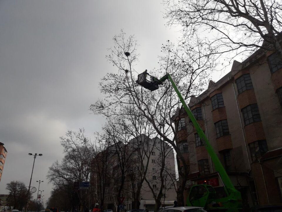 Distrugerea cuiburilor de ciori se face cu ajutorul unui utilaj special, cu nacelă