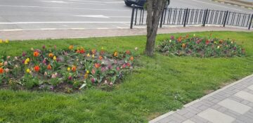 Marian Andronache: "Acolo unde înfloresc florile există încă speranță!"