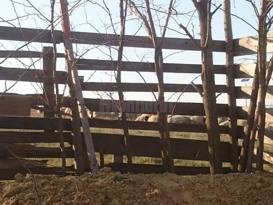 Un bărbat reclamă că proprietatea sa din Moara este încălcată și folosită abuziv de ciobanii care au stânele în zonă