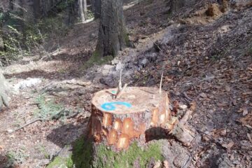 Inspectorii Gărzii Forestiere Suceava au reușit să descopere tăieri ilegale de arbori în valoare de 90.000 de lei