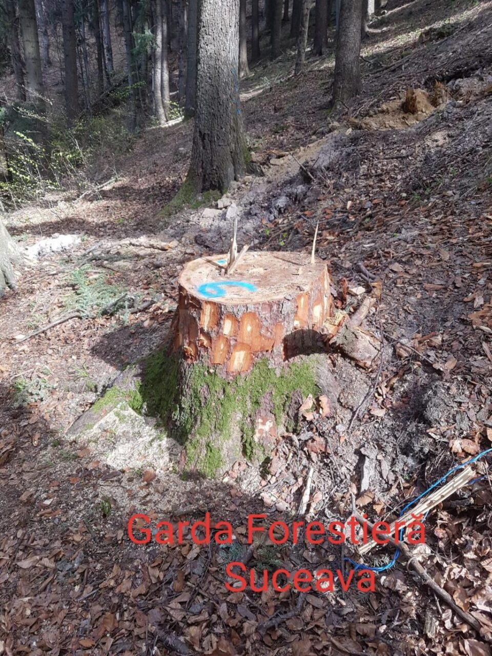 Inspectorii Gărzii Forestiere Suceava au reușit să descopere tăieri ilegale de arbori în valoare de 90.000 de lei Inspectorii Gărzii Forestiere Suceava au reușit să descopere tăieri ilegale de arbori în valoare de 90.000 de lei