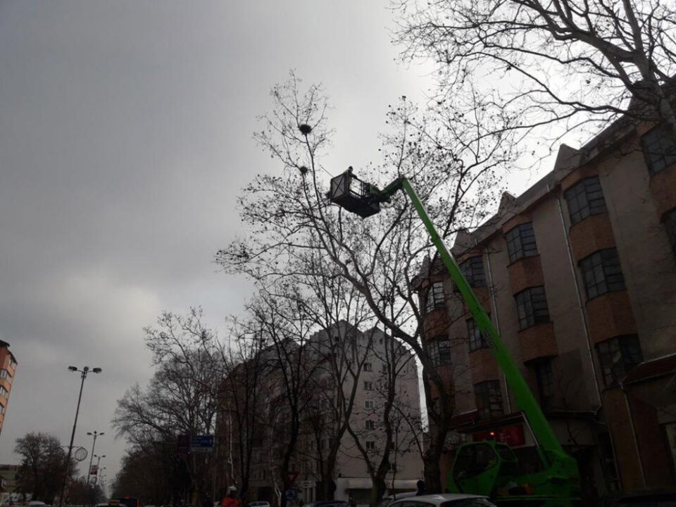 Campanie de distrugere a cuiburilor de ciori din Suceava, de săptămâna viitoare