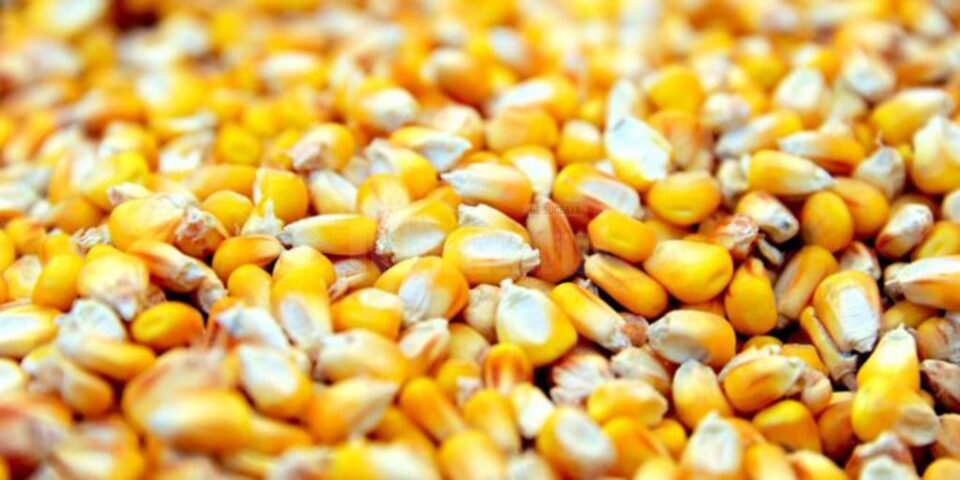 Prețul principalelor produse agricole crește de la o zi la alta, iar unele nici nu se mai găsesc pe piață Prețul principalelor produse agricole crește de la o zi la alta, iar unele nici nu se mai găsesc pe piață